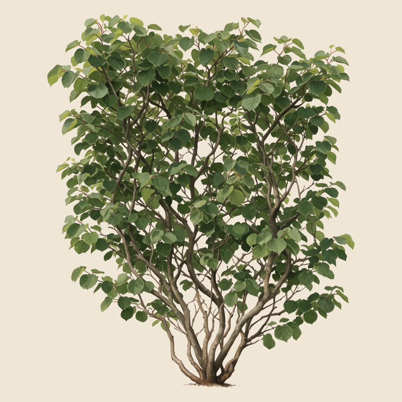 Kiwi (Actinidia deliciosa) — syntropic agroforestry species
