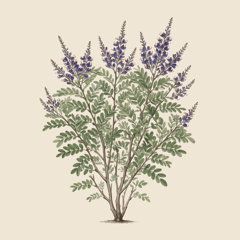 False indigo bush (Amorpha fruticosa) — syntropic agroforestry species