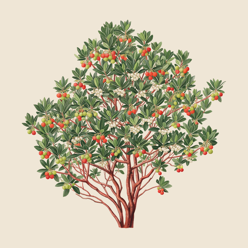 Strawberry tree (Arbutus unedo) — syntropic agroforestry species