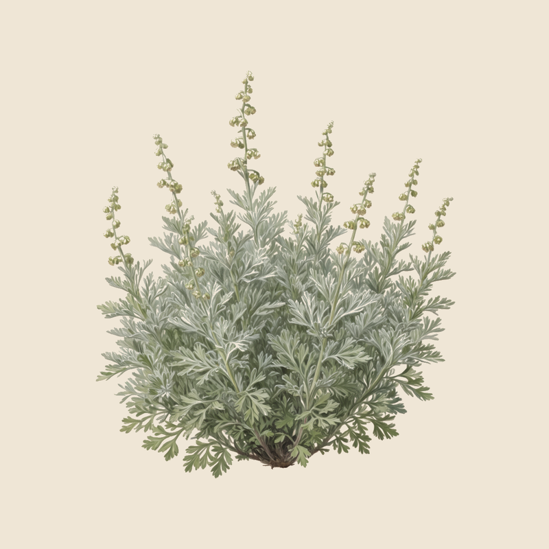 Common Wormwood (Artemisia absinthium) — syntropic agroforestry species