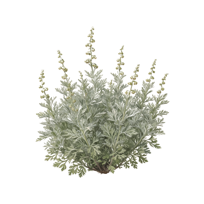 Common Wormwood