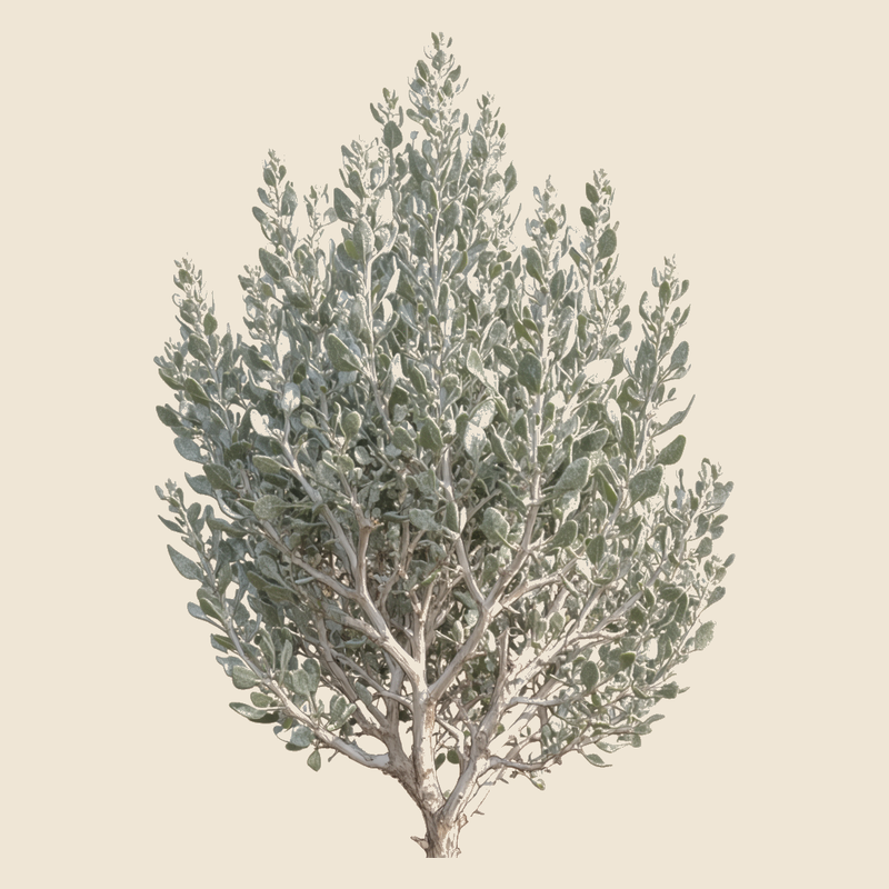 Mediterranean saltbush (Atriplex halimus) — syntropic agroforestry species