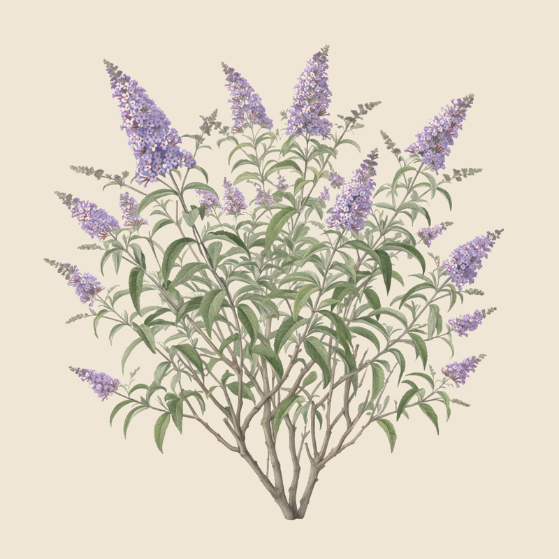 Butterfly bush (Buddleja davidii) — syntropic agroforestry species