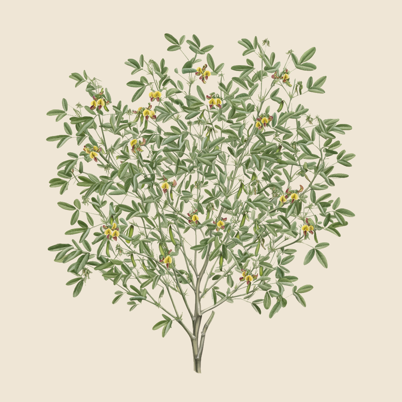 Pigeon pea (Cajanus cajan) — syntropic agroforestry species