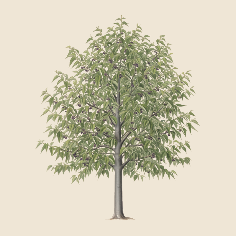 European nettle tree (Celtis australis) — syntropic agroforestry species