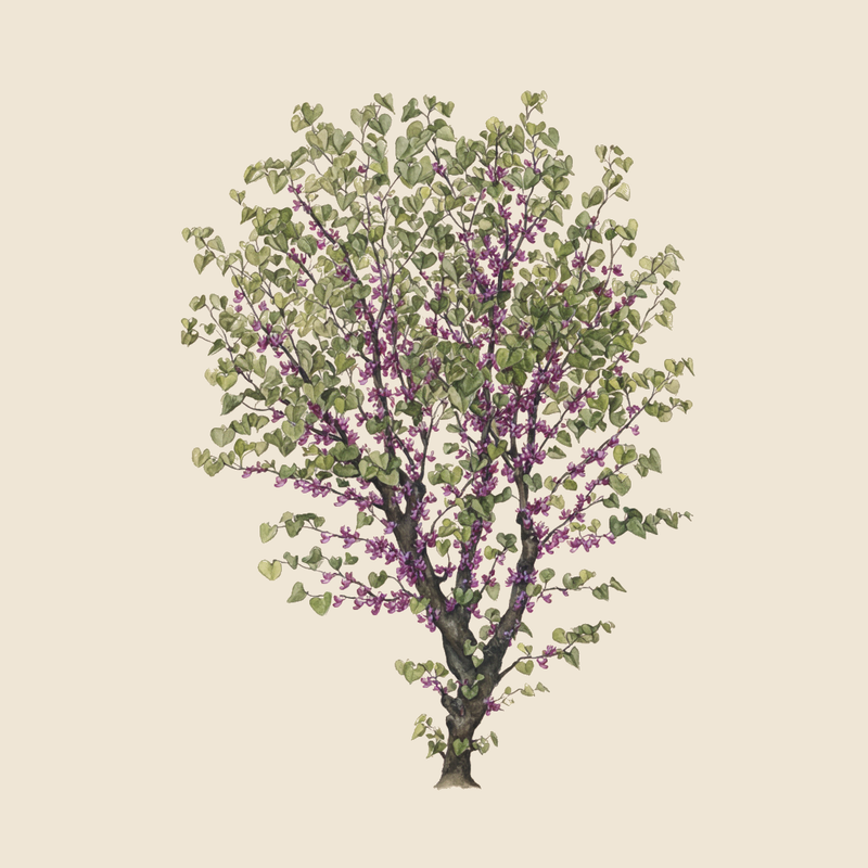 Judas tree (Cercis siliquastrum) — syntropic agroforestry species