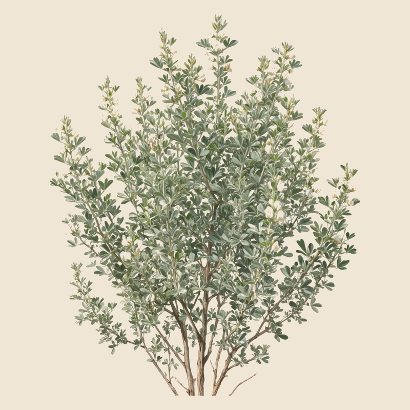 Tagasaste (Chamaecytisus proliferus) — syntropic agroforestry species