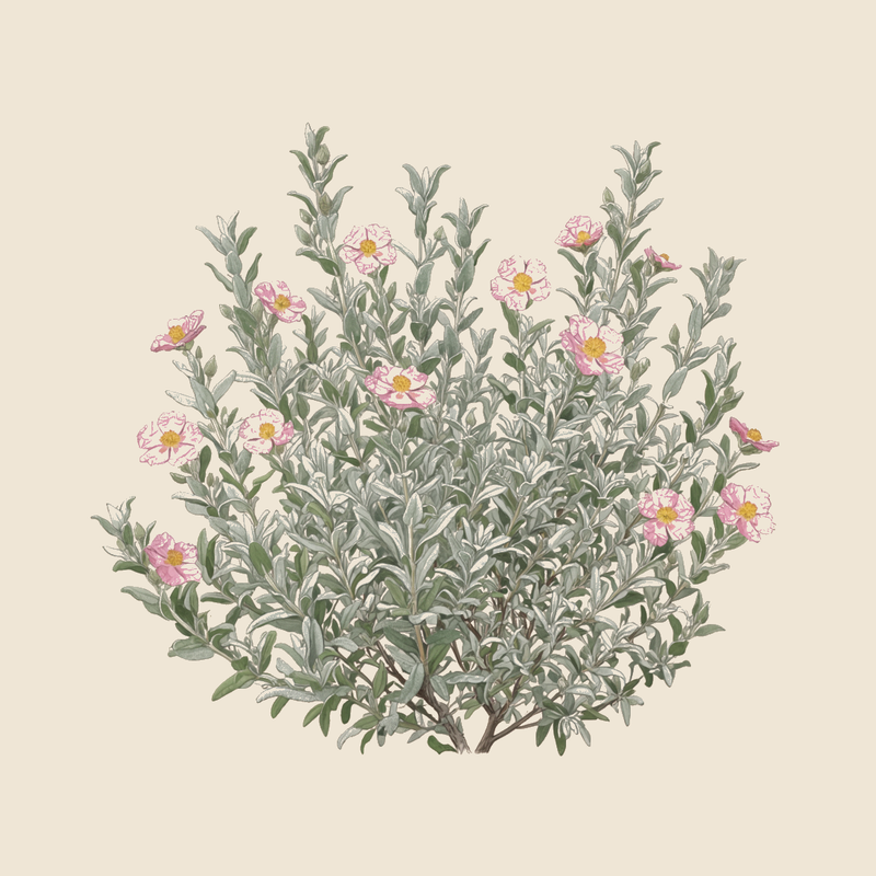 Grey-leaved cistus (Cistus albidus) — syntropic agroforestry species