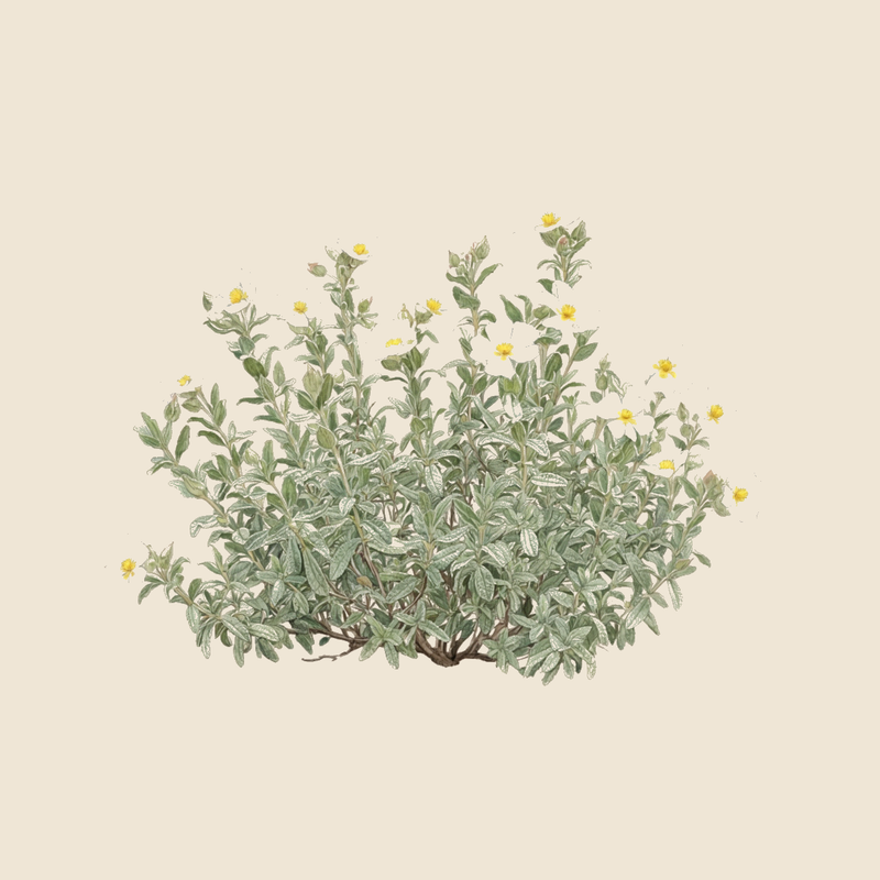 Sage-leaved rockrose (Cistus salvifolius) — syntropic agroforestry species