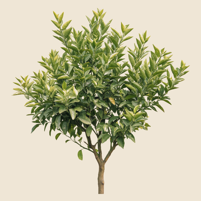 Lime (Citrus aurantiifolia) — syntropic agroforestry species