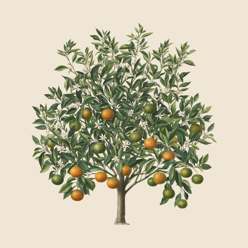 Bitter orange (Citrus aurantium) — syntropic agroforestry species