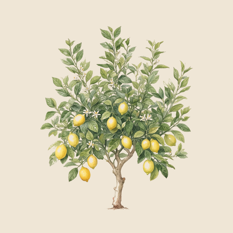 Lemon (Citrus limon) — syntropic agroforestry species