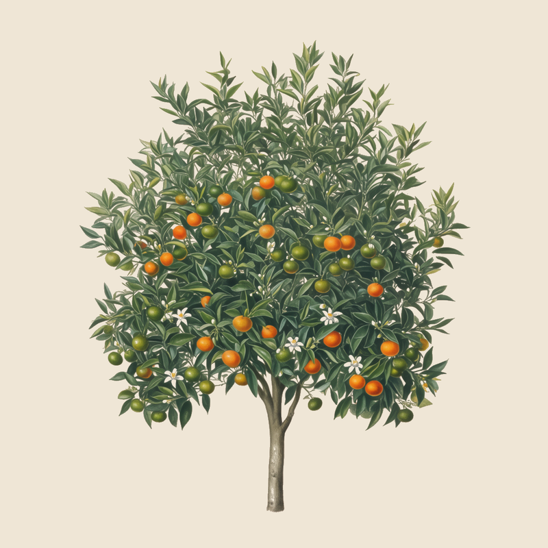 Mandarin (Citrus reticulata) — syntropic agroforestry species