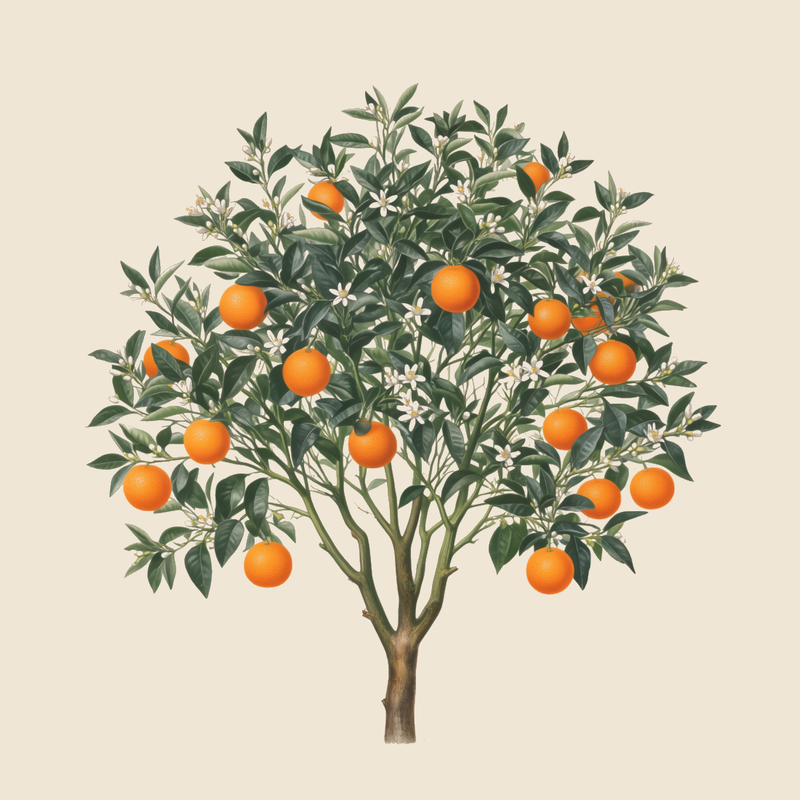 Sweet orange (Citrus sinensis) — syntropic agroforestry species