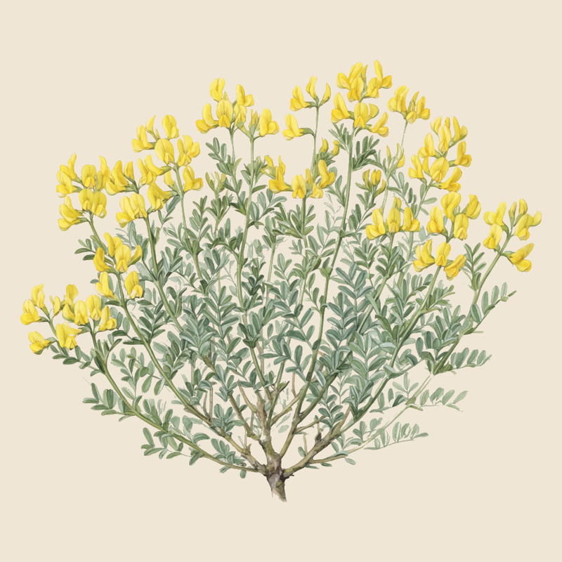 Shrubby scorpion-vetch (Coronilla valentina) — syntropic agroforestry species