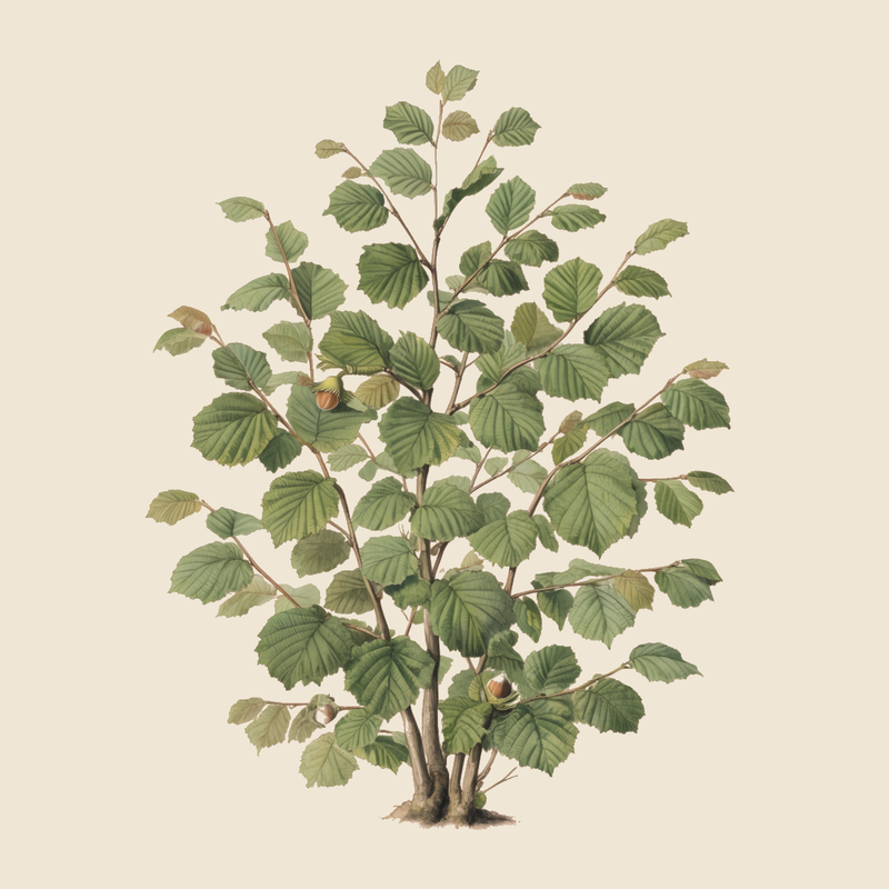 Hazelnut (Corylus avellana) — syntropic agroforestry species
