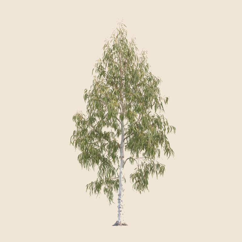 Lemon eucalyptus (Corymbia citriodora) — syntropic agroforestry species