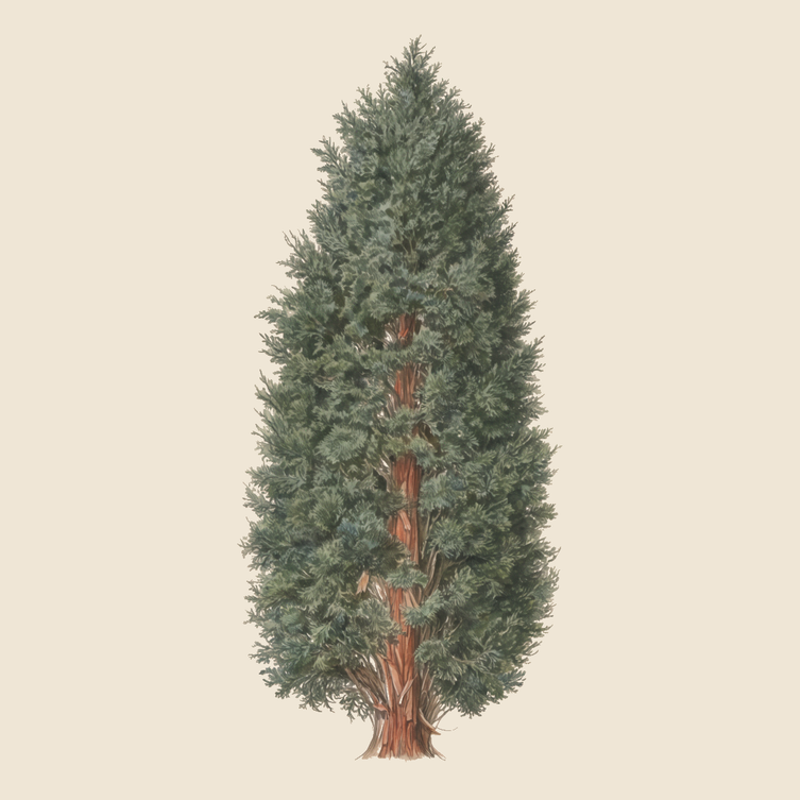 Cypress tree (Cupressus spp.) — syntropic agroforestry species