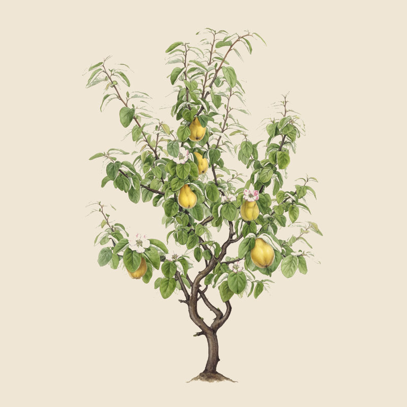 Quince (Cydonia oblonga) — syntropic agroforestry species
