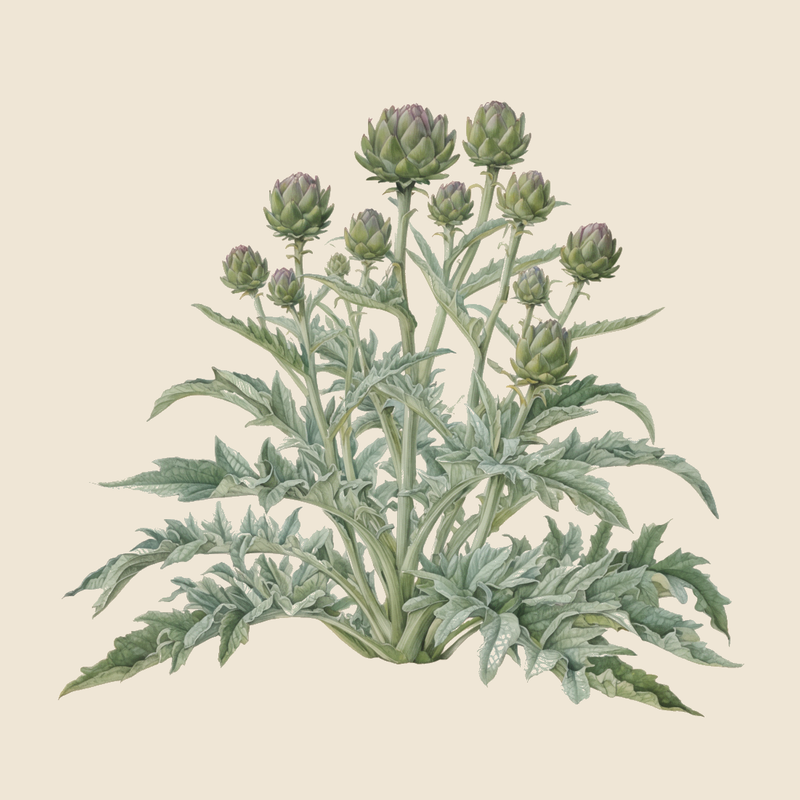 Globe artichoke