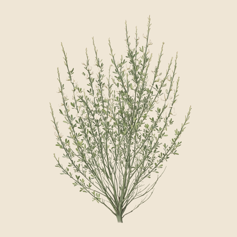 White broom (Cytisus multiflorus) — syntropic agroforestry species