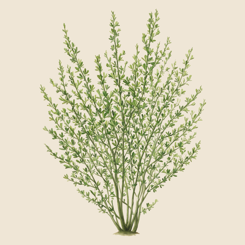 Common broom (Cytisus scoparius) — syntropic agroforestry species