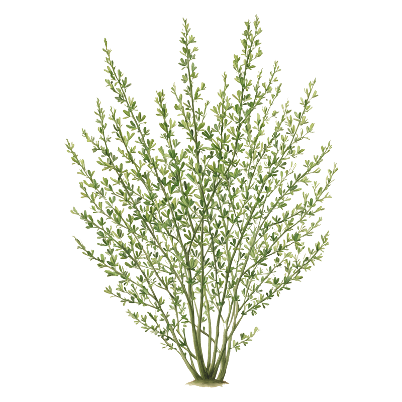 Common broom