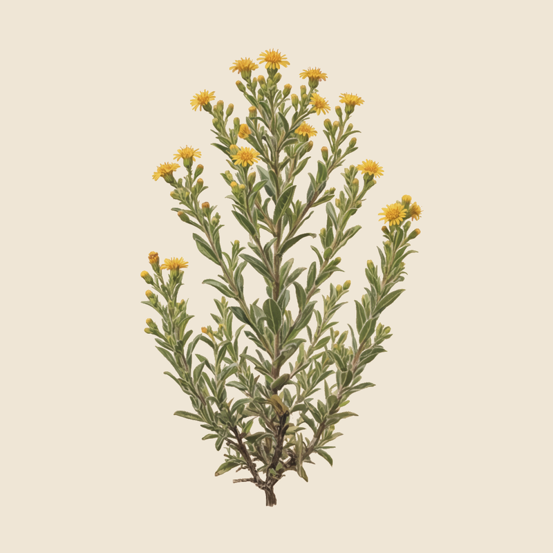 False yellowhead (Dittrichia viscosa) — syntropic agroforestry species