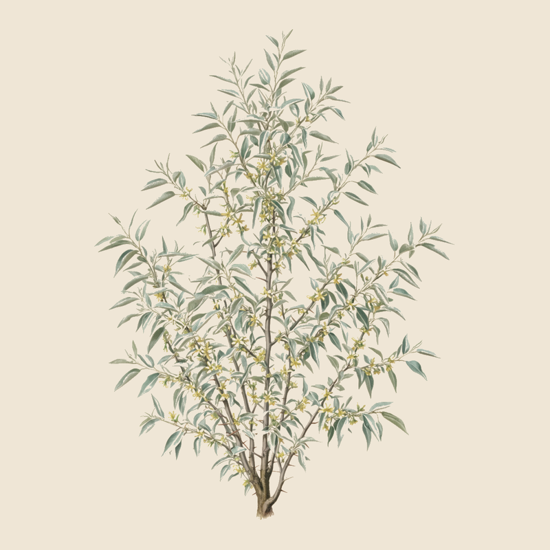 Russian olive (Elaeagnus angustifolia) — syntropic agroforestry species