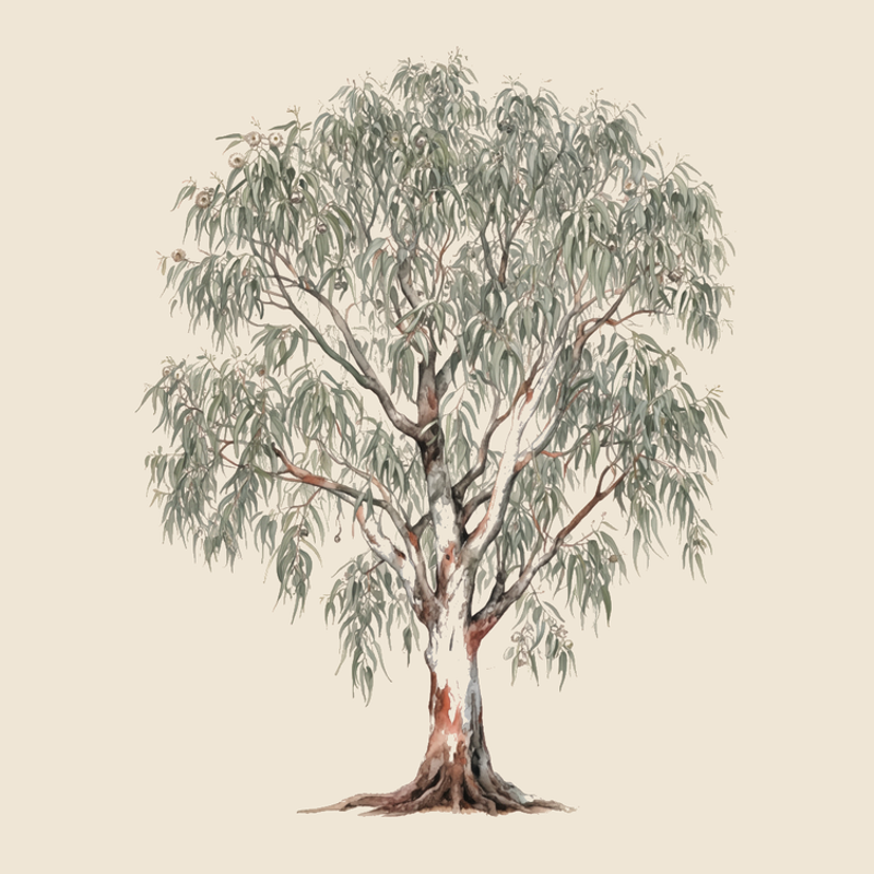 River red gum (Eucalyptus camaldulensis) — syntropic agroforestry species