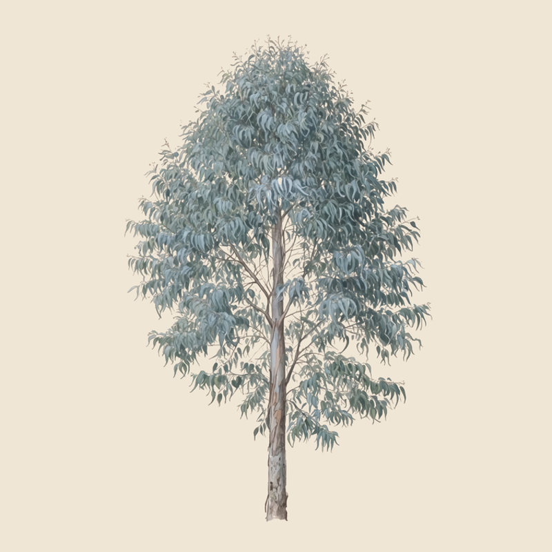 Field elm (Ulmus minor) — syntropic agroforestry species