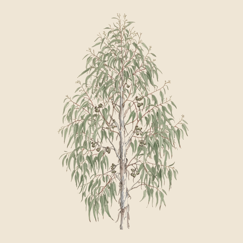 Eucalyptus