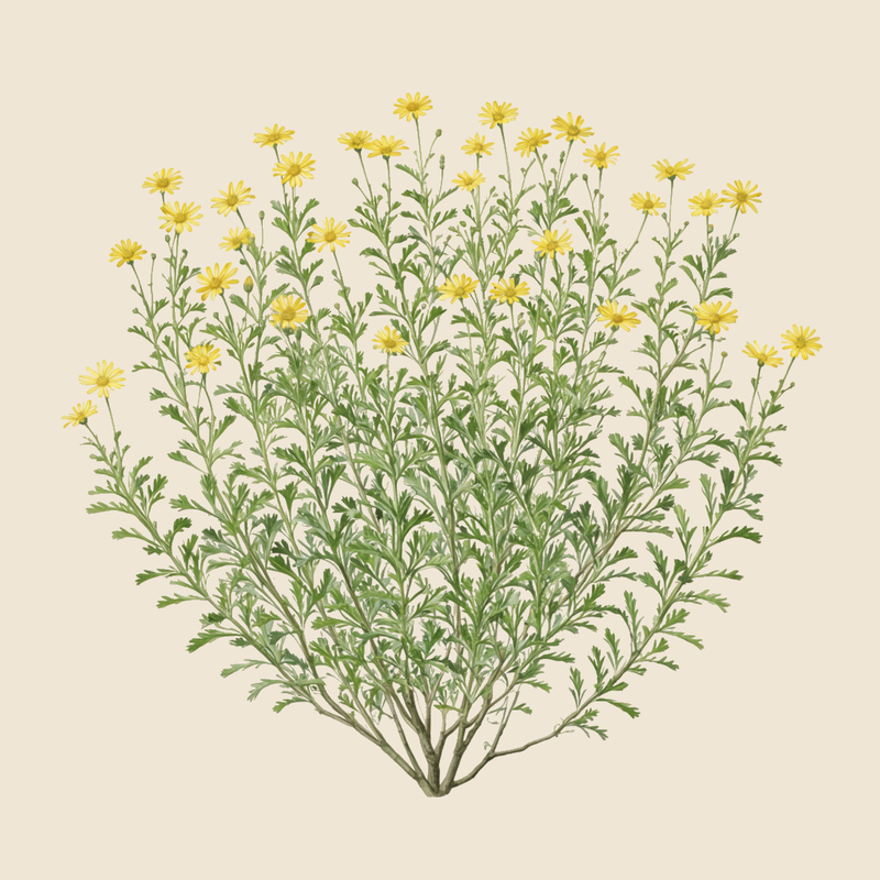 African bush daisy