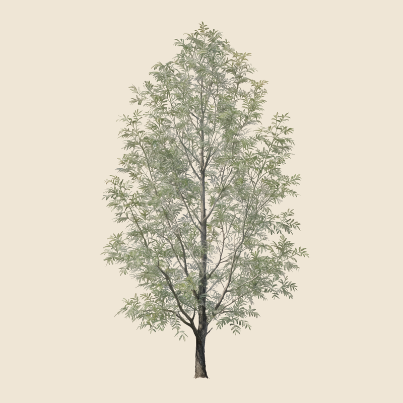 Narrow-leaved ash (Fraxinus angustifolia) — syntropic agroforestry species