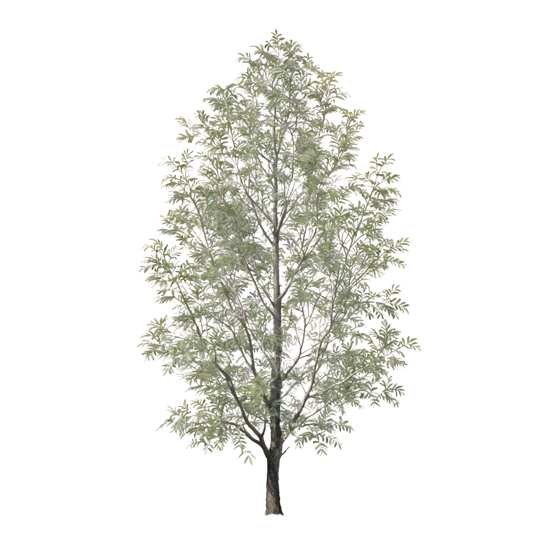 Narrow-leaved ash Narrow-leaved ash