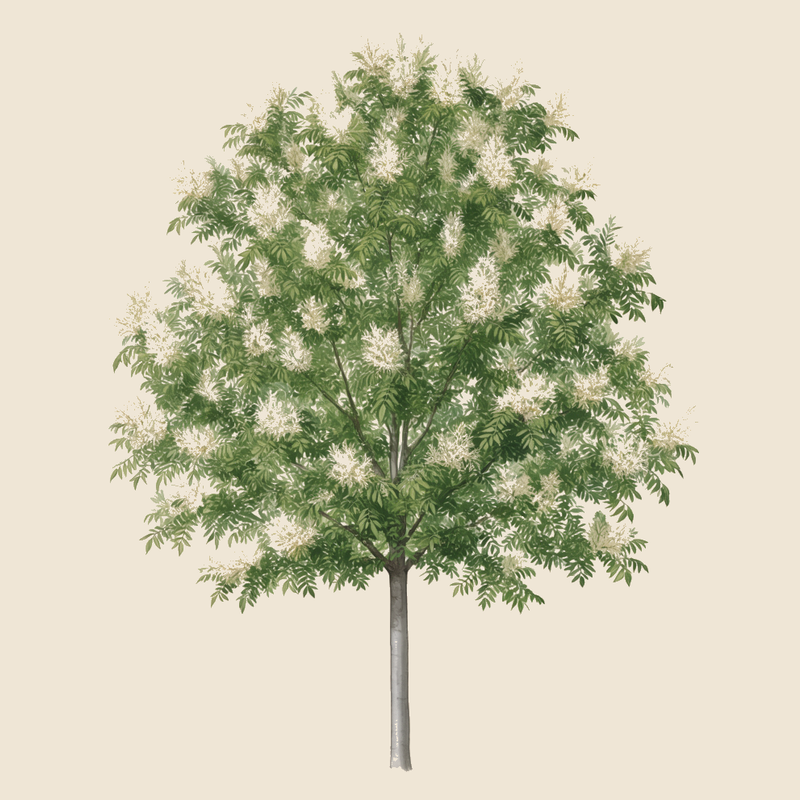 Manna ash (Fraxinus ornus) — syntropic agroforestry species