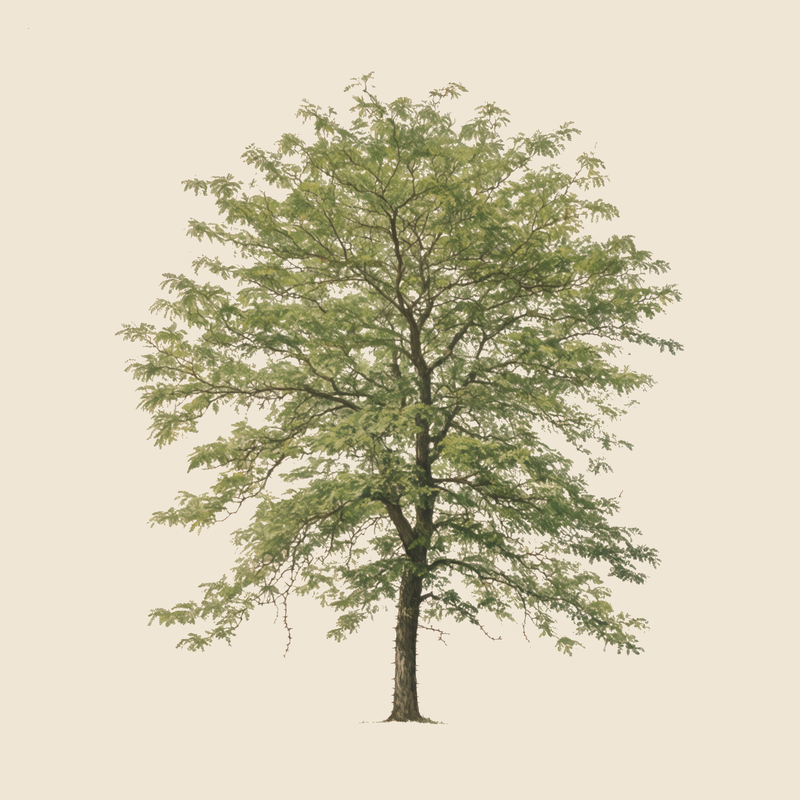 Honey locust (Gleditsia triacanthos) — syntropic agroforestry species