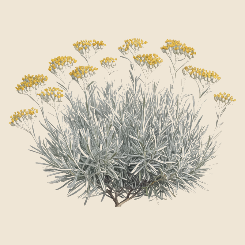 Curry plant (Helichrysum italicum) — syntropic agroforestry species