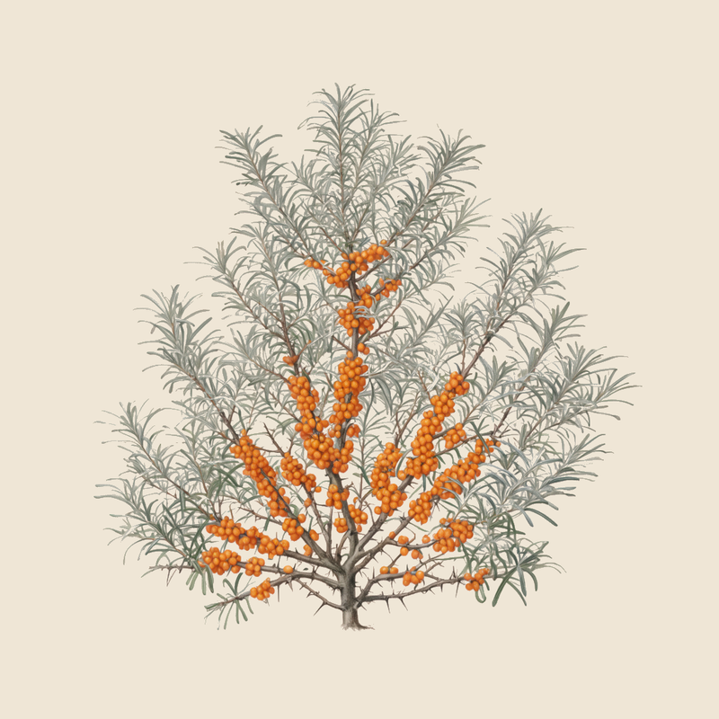 Sea buckthorn