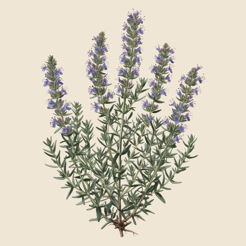Hyssop (Hyssopus officinalis) — syntropic agroforestry species