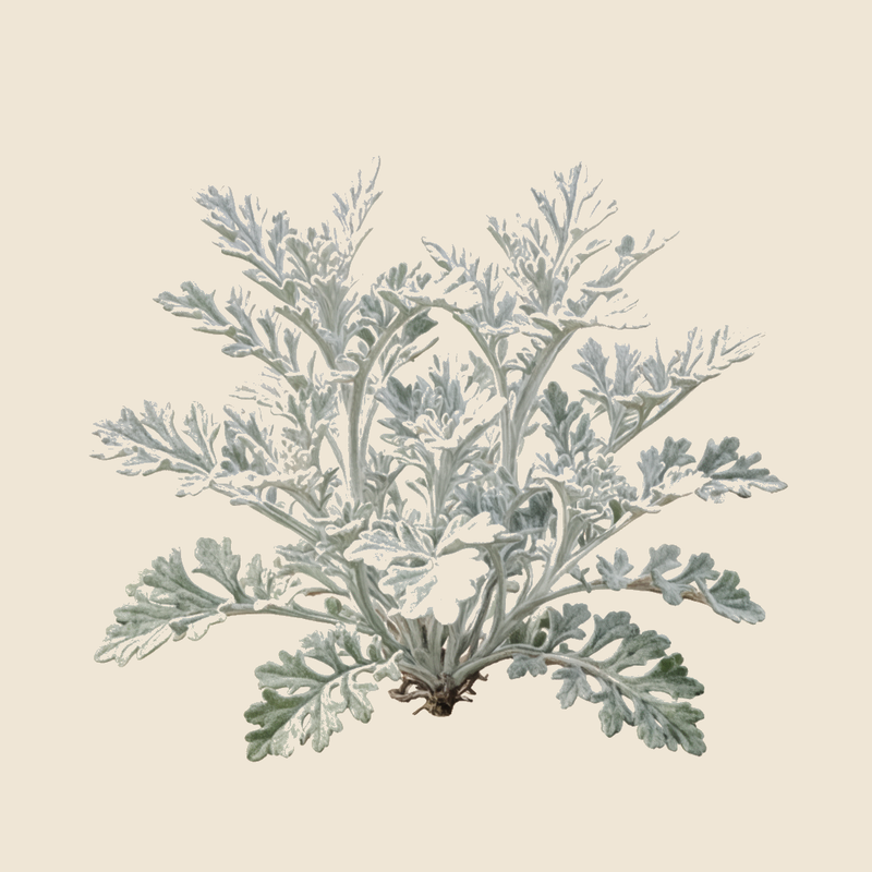 Silver ragwort