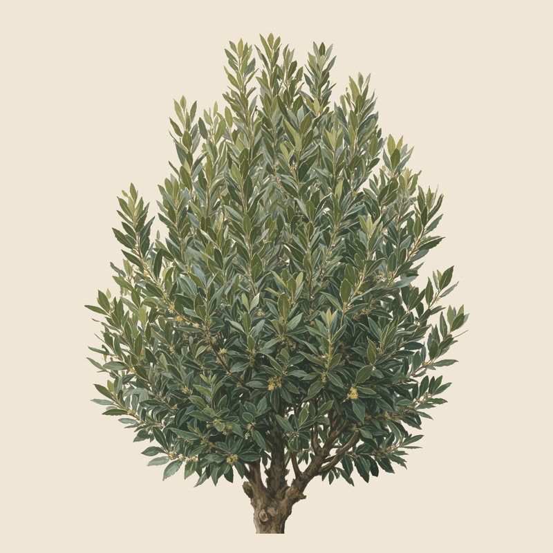 Bay laurel (Laurus nobilis) — syntropic agroforestry species
