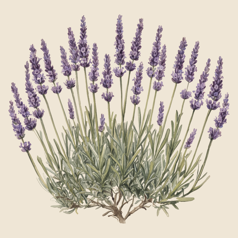 English lavender (Lavandula angustifolia) — syntropic agroforestry species