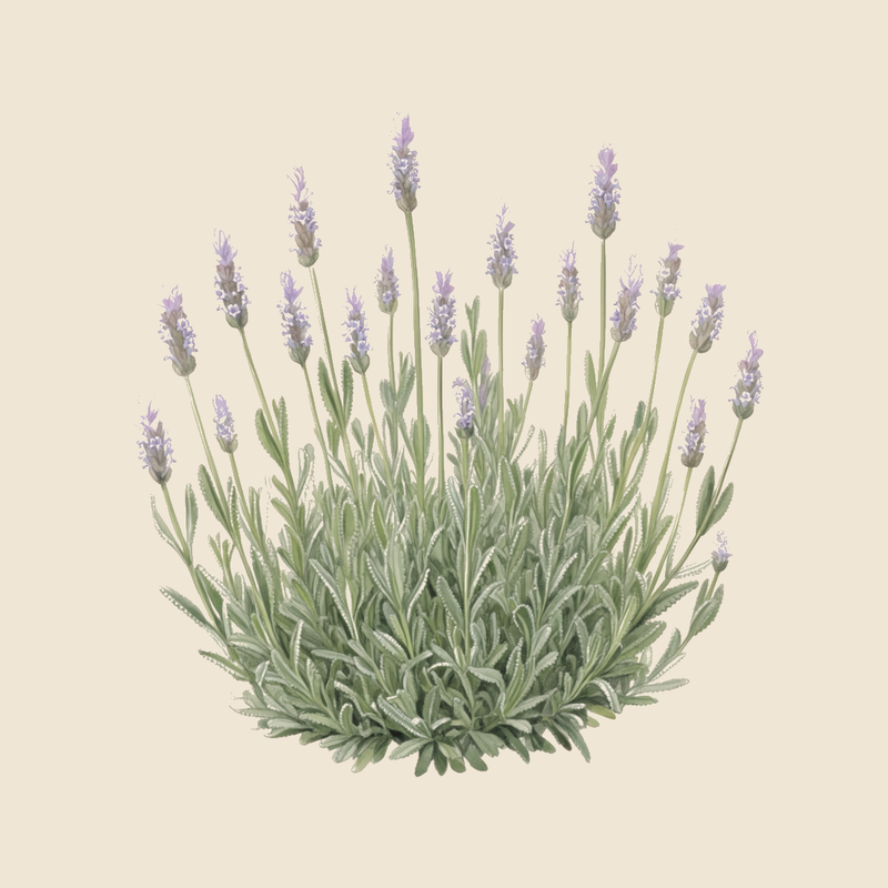 Fringed lavender (Lavandula dentata) — syntropic agroforestry species