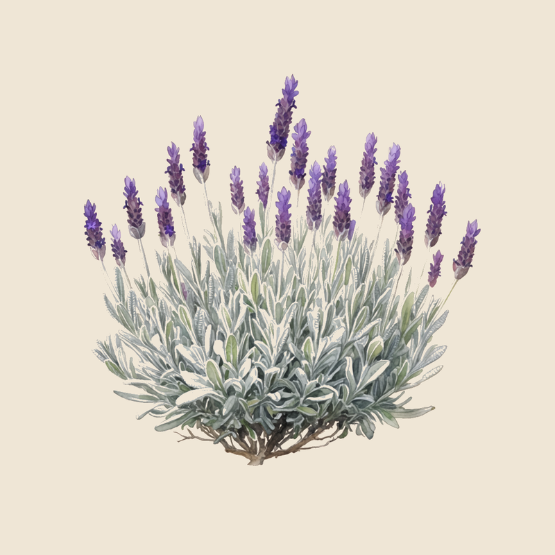 Woolly lavender (Lavandula lanata) — syntropic agroforestry species