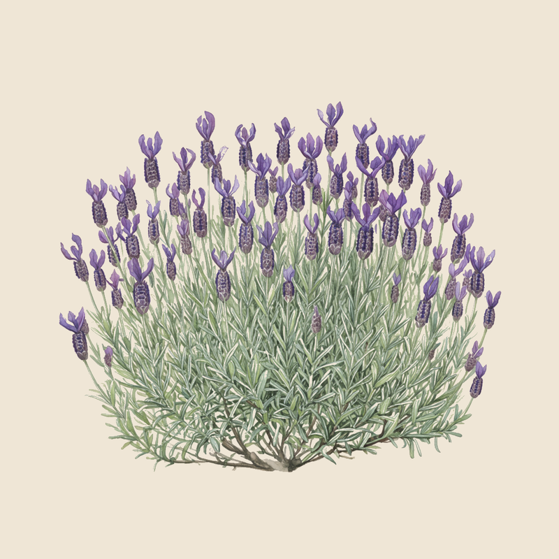 French lavender (Lavandula stoechas) — syntropic agroforestry species