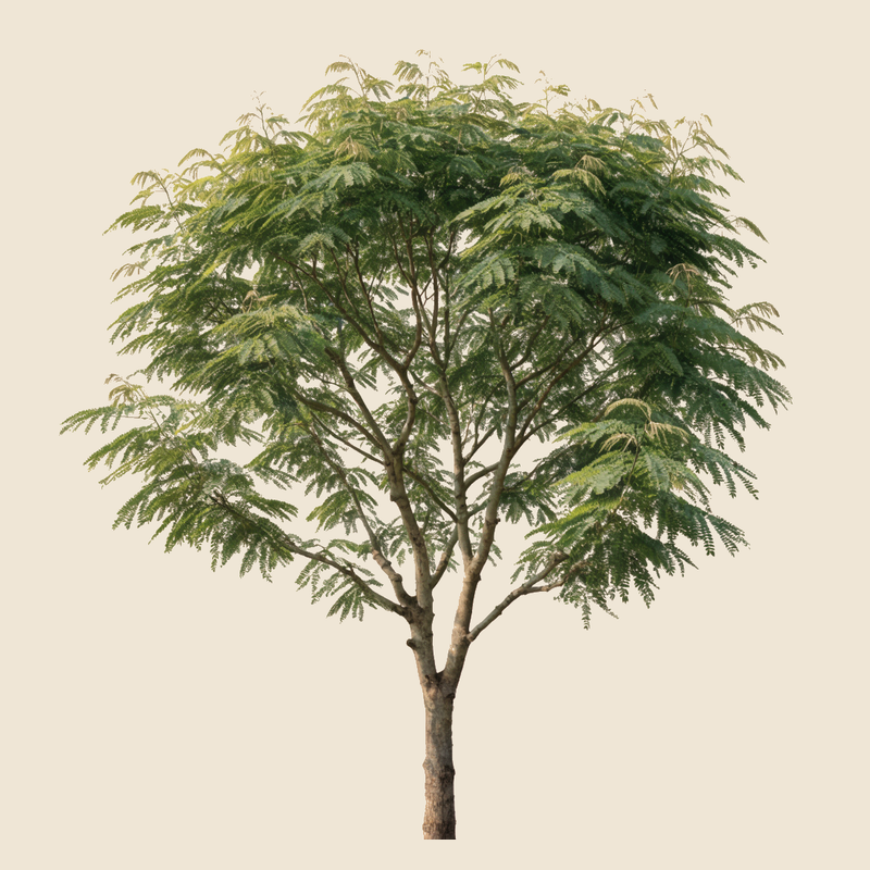 Leucaena (Leucaena leucocephala) — syntropic agroforestry species