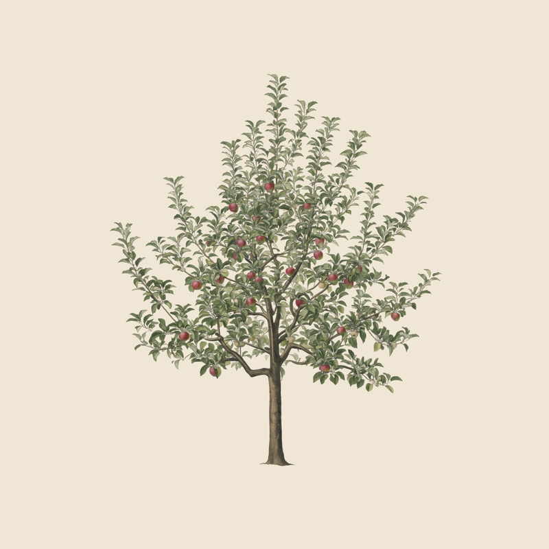 Apple (Malus domestica) — syntropic agroforestry species