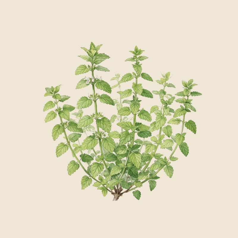 Lemon balm (Melissa officinalis) — syntropic agroforestry species