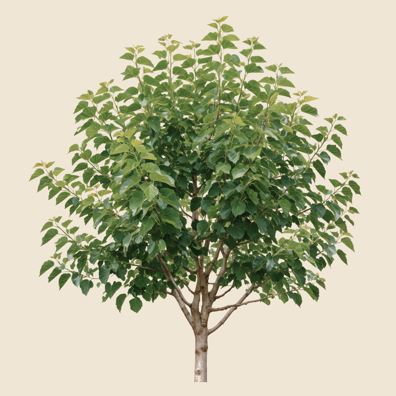 White mulberry (Morus alba) — syntropic agroforestry species